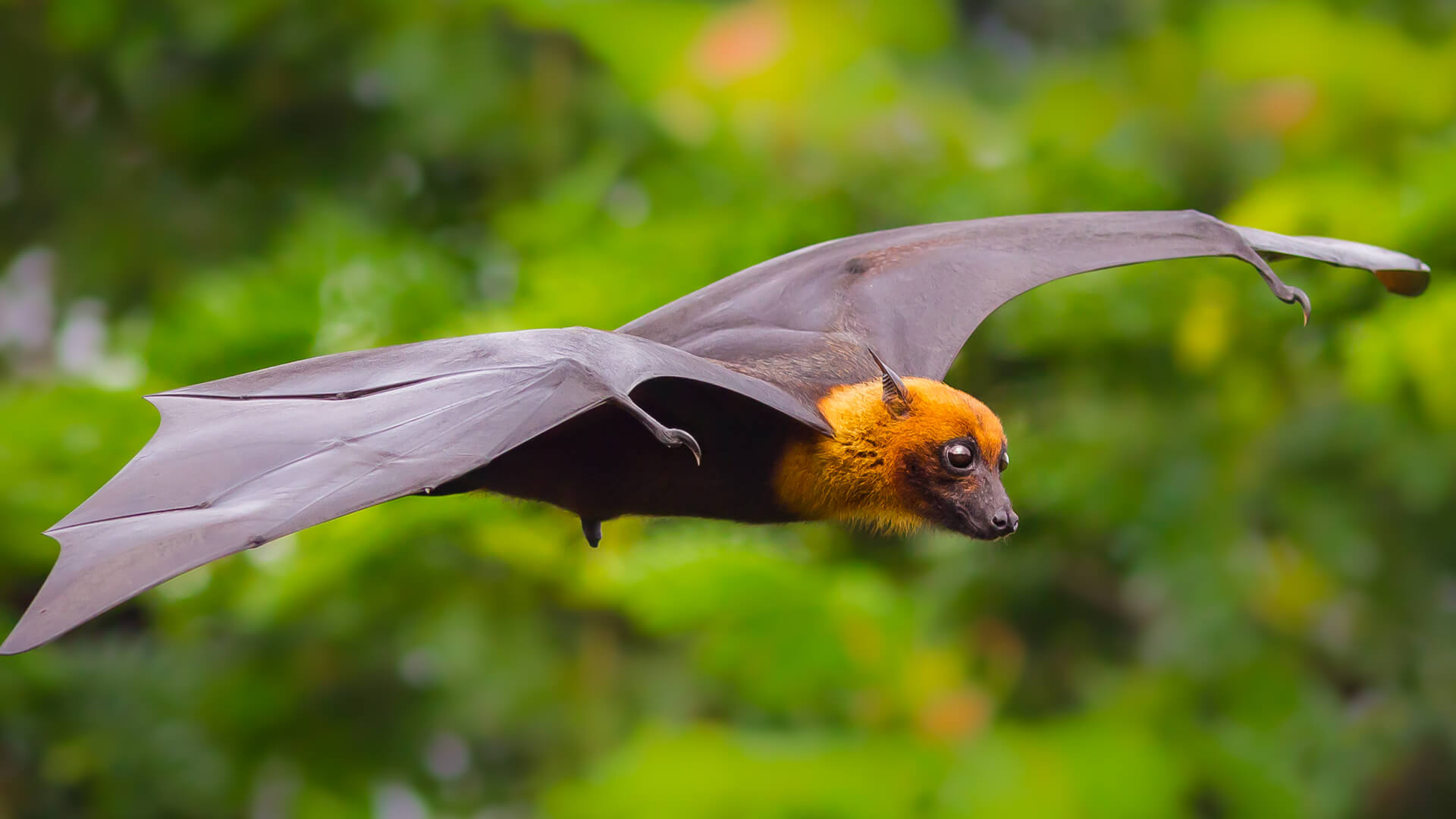 Bat| San Diego Zoo Animals & Plants