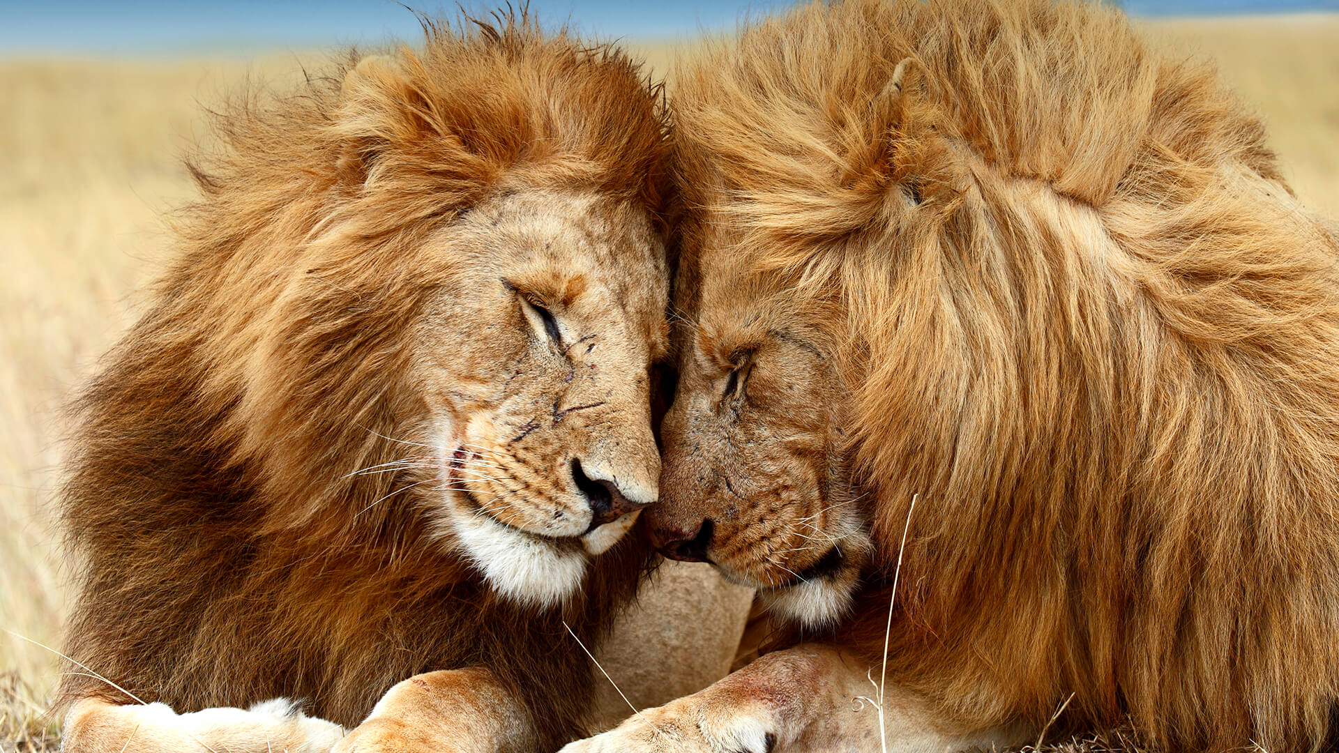 Lion| San Diego Zoo Animals & Plants