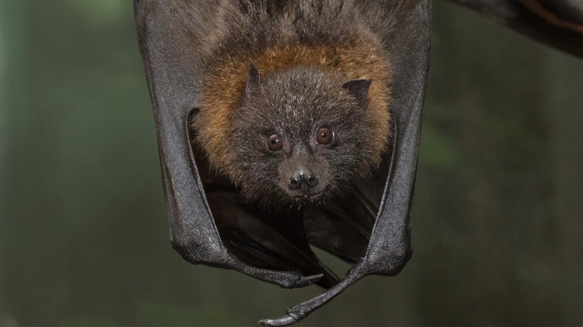 Bat| San Diego Zoo Animals & Plants