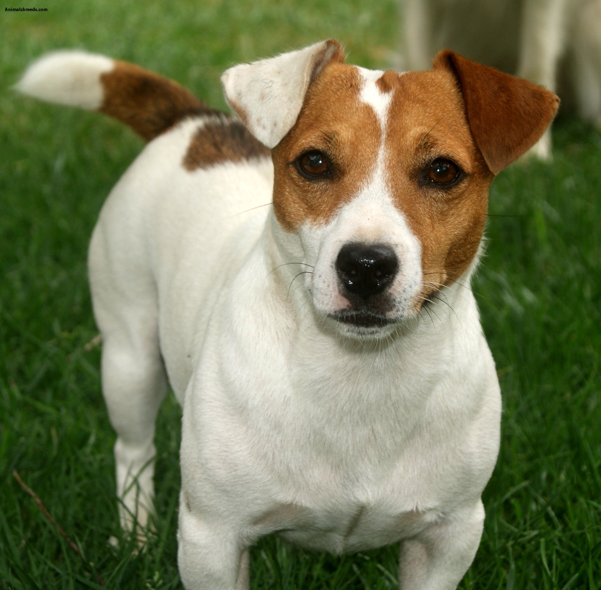 Jack Russell Terrier - Pictures, Information, Temperament, Characteristics | Animals Breeds