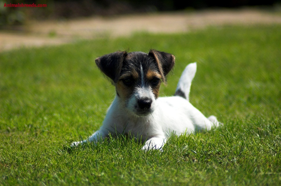 Jack Russell Terrier - Pictures, Information, Temperament, Characteristics | Animals Breeds
