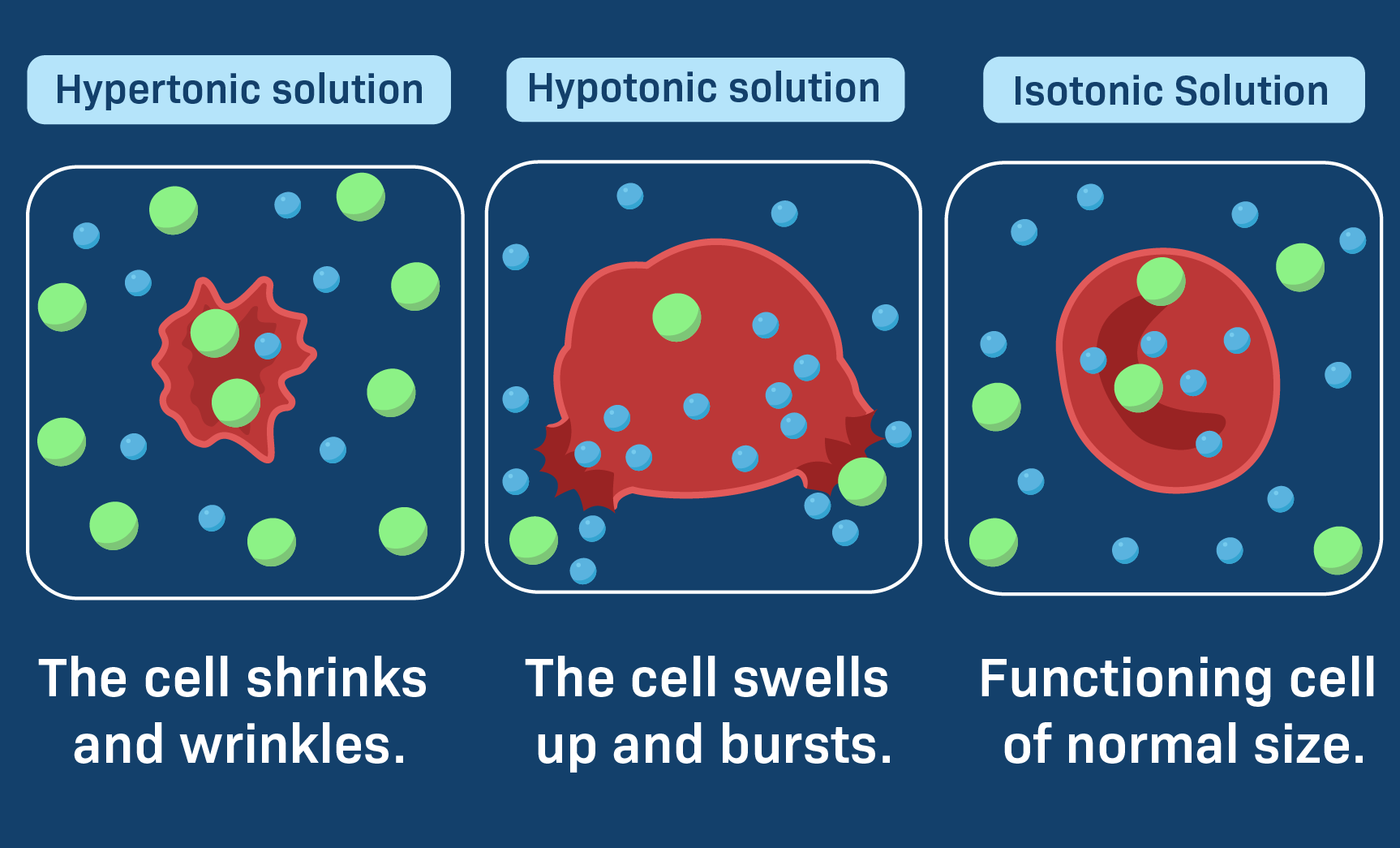 Tonicity - Biology Simple