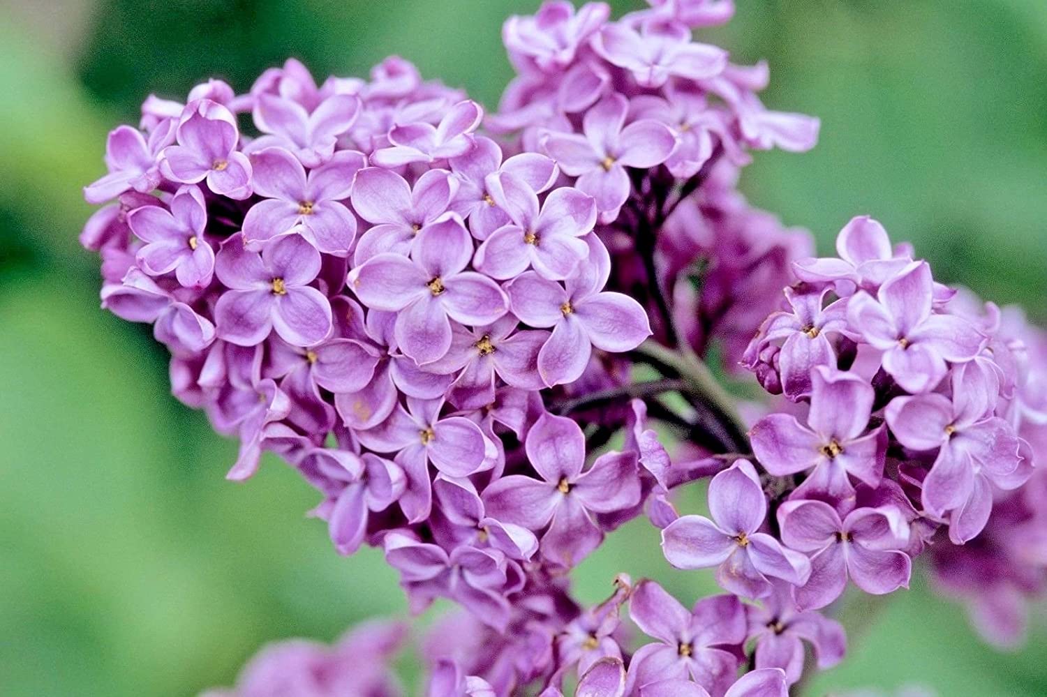 Common Purple Lilac Facts| Arbor Hills Tree Farm| Omaha, NEArbor Hill Trees Omaha Blog