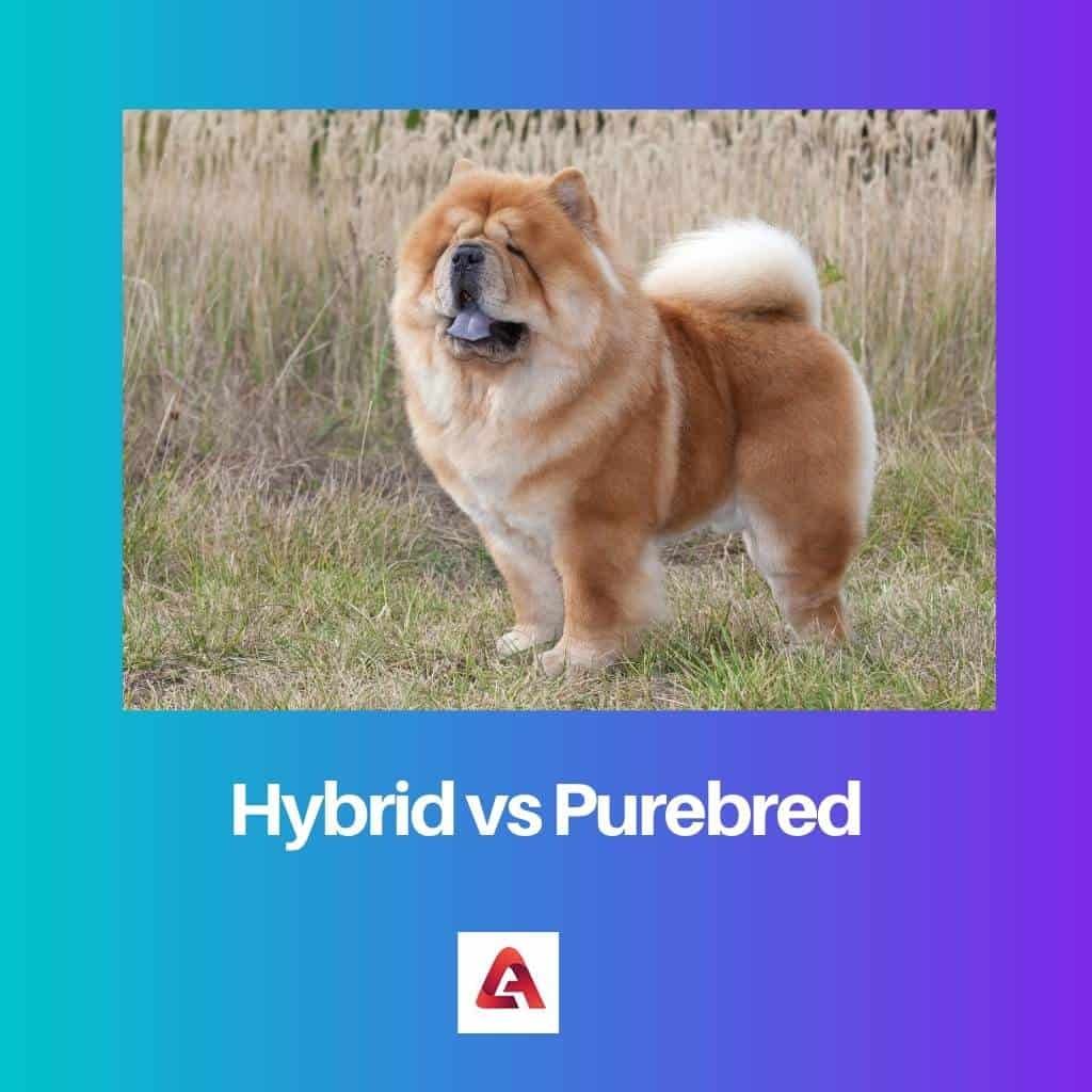 Hybrid Vs Purebred: Difference And Comparison