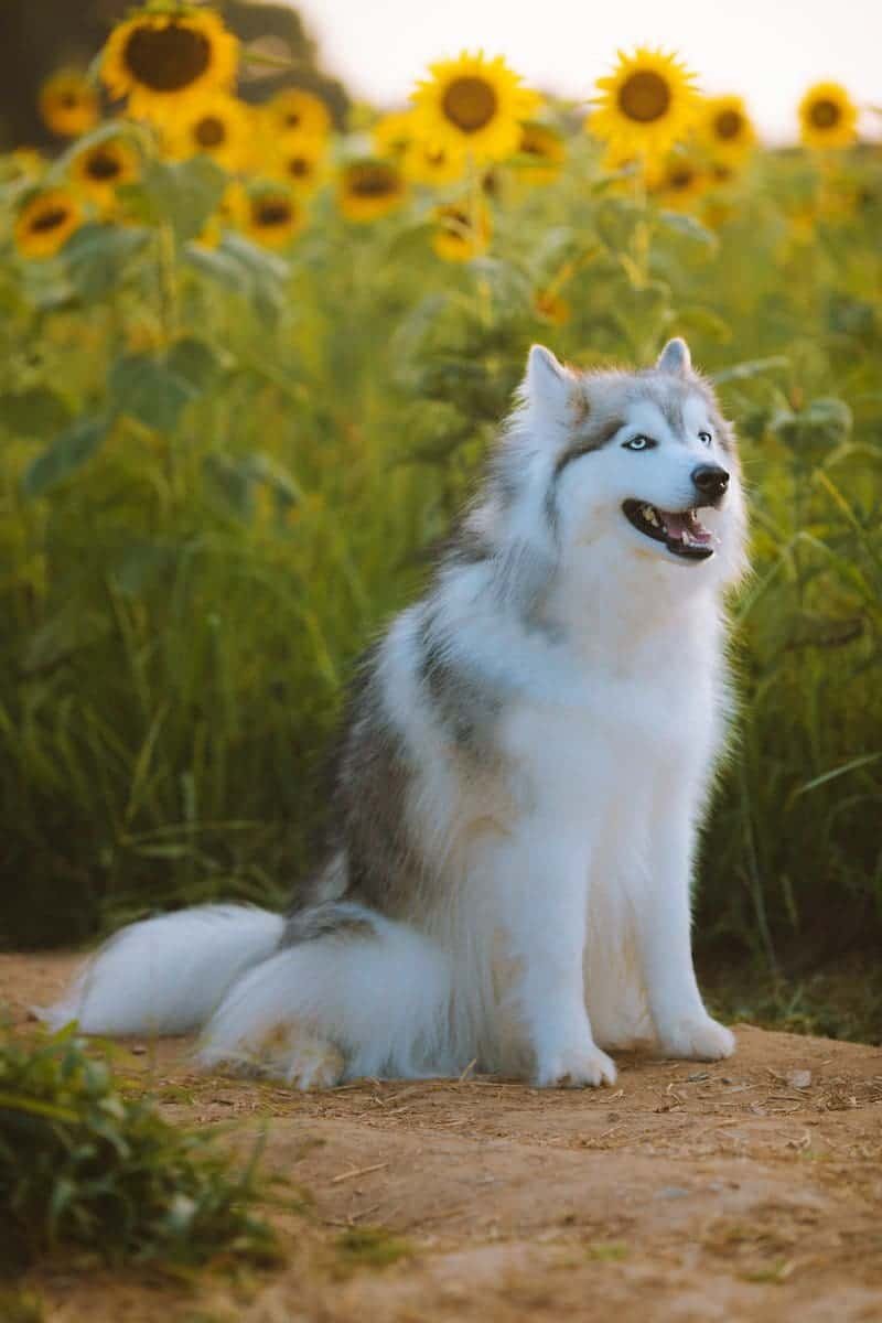 Hybrid Vs Purebred: Difference And Comparison