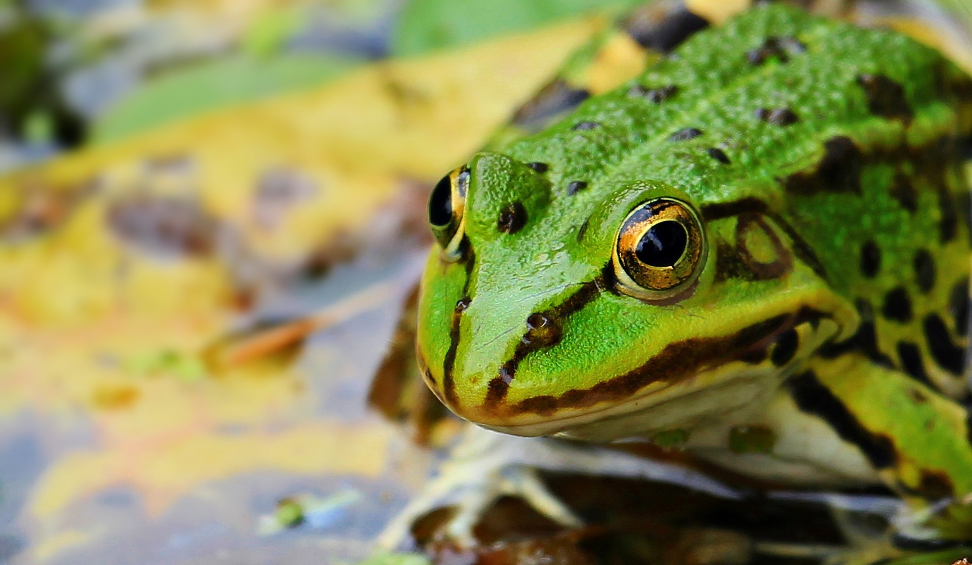 World Frog Day reminds us of amphibians&#39; crucial environmental role | ASU Now: Access ...