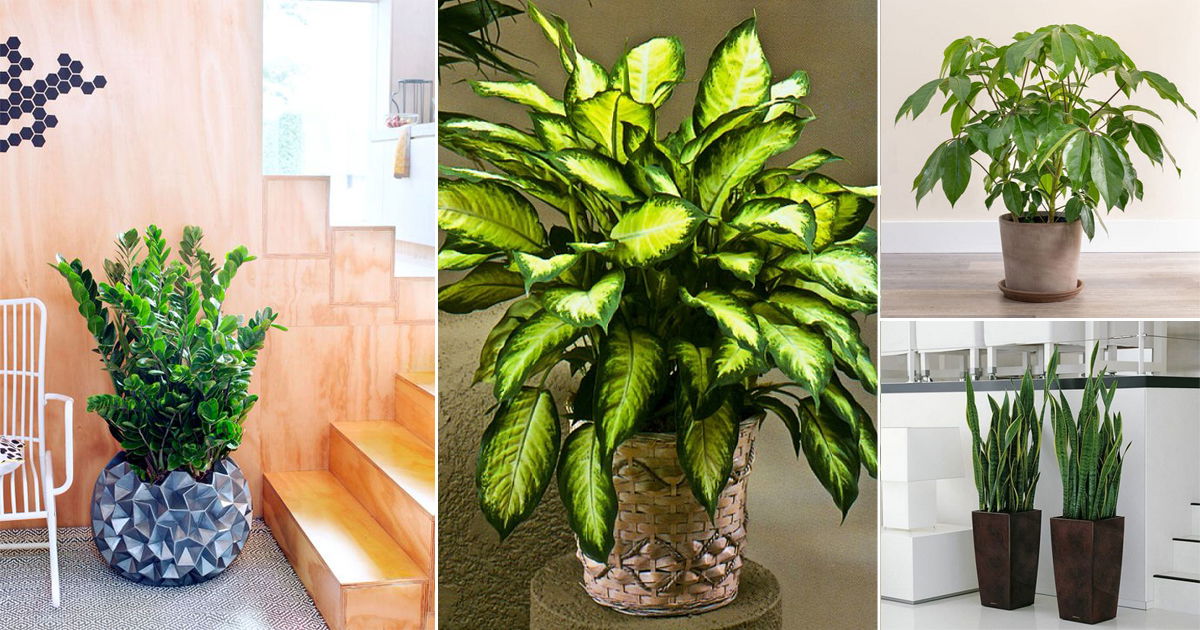 Houseplants Care
