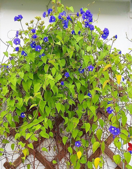 14 Fastest Growing Creeper Plants in India | Best Creeper Plants in India