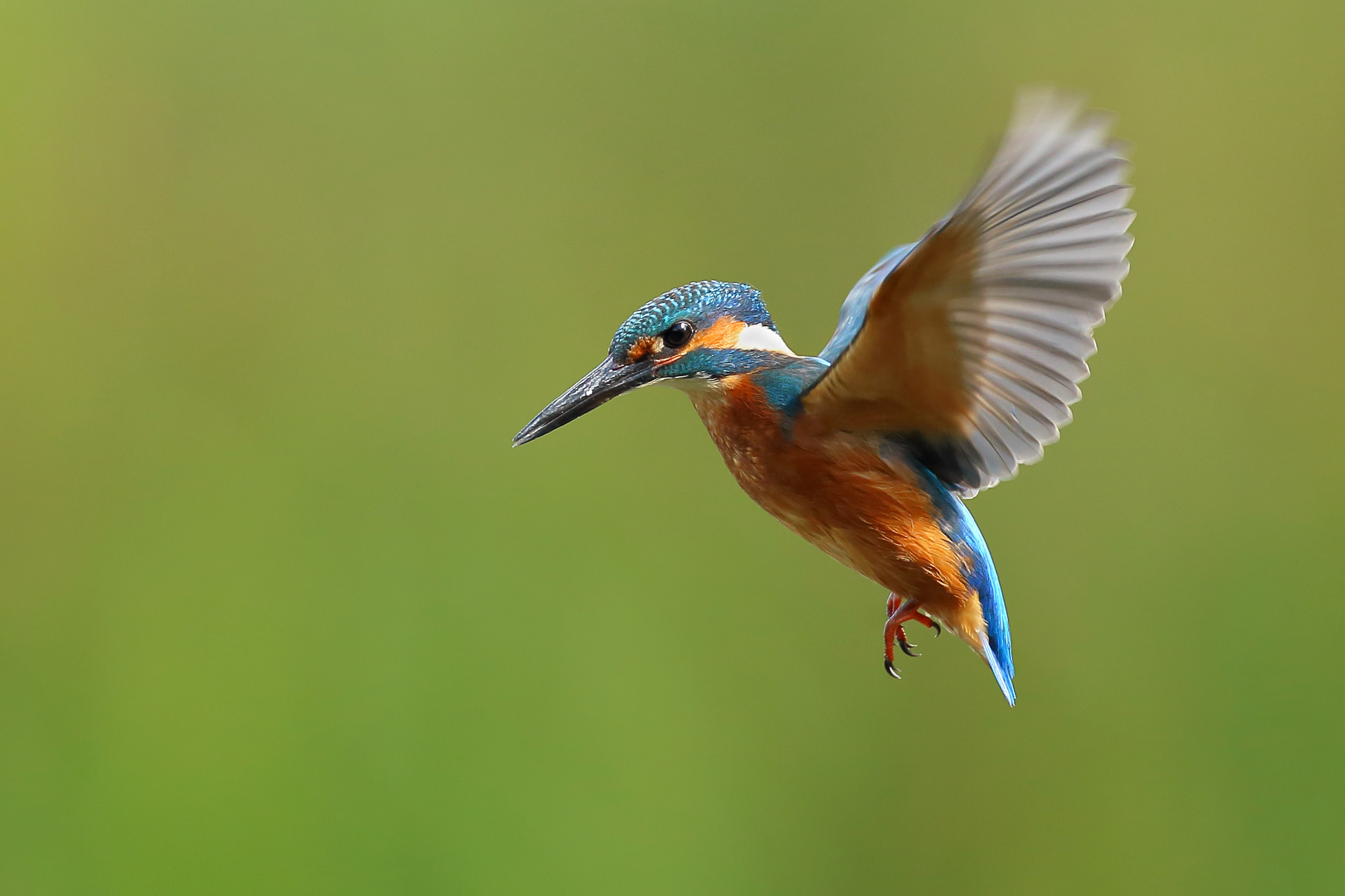 Kingfisher Bird Facts| Alcedo Atthis