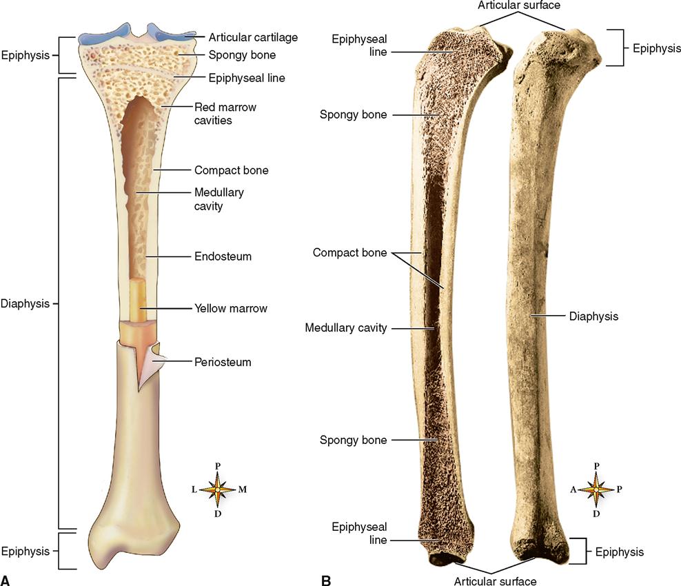 Long Bone With Diagram: Oversized Long Bone Diagram- Includes Bonus Review Chart...