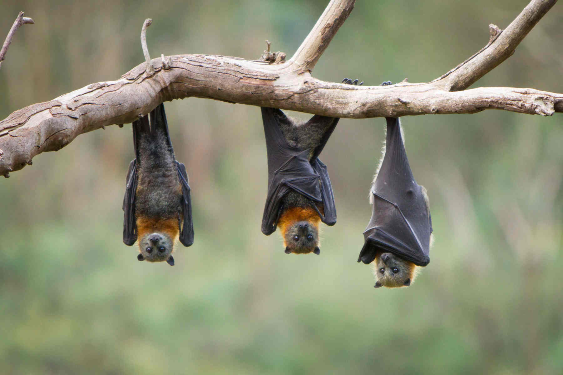 Bats!