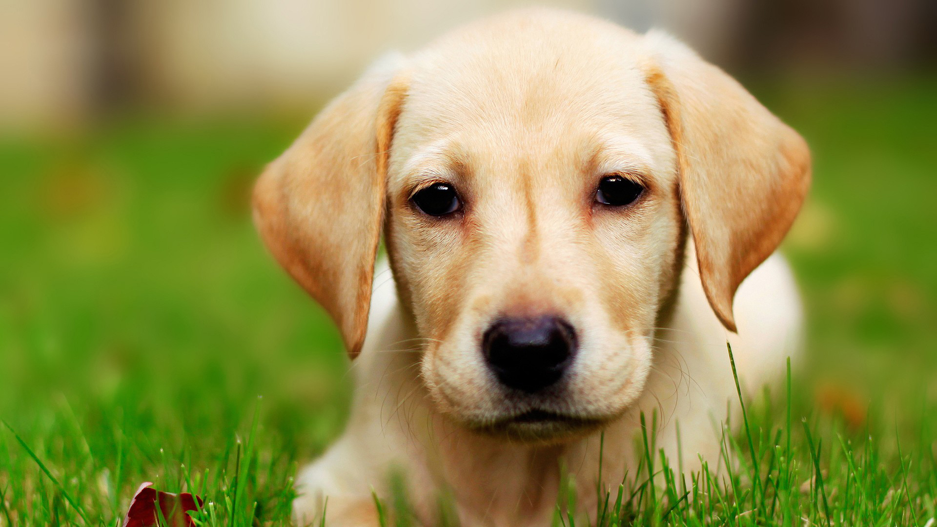 Resource Guide: Raising a Dog on a Budget