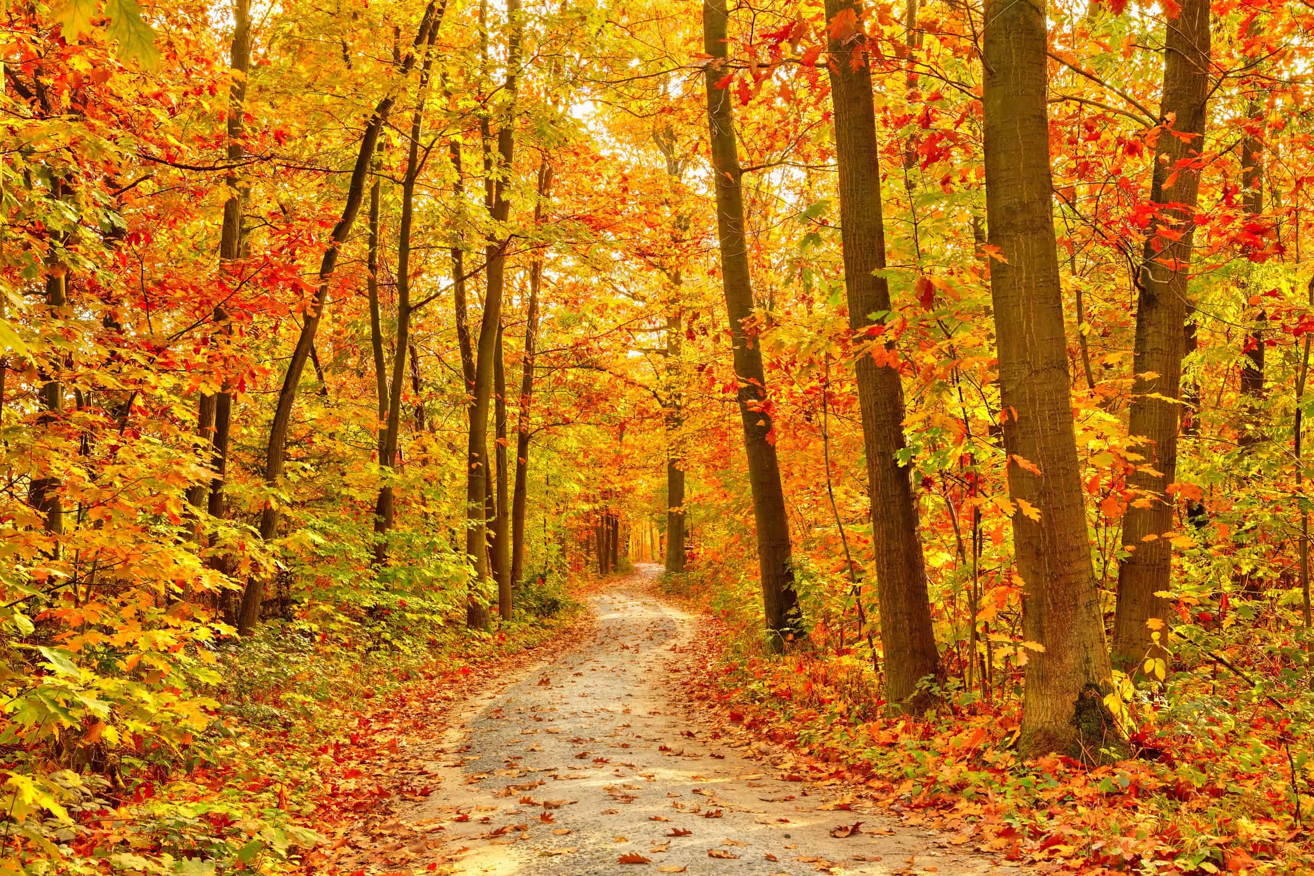 10 Things To Do In Fall - Betsi Hill Travel