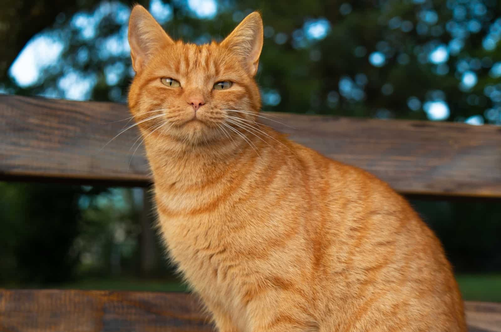 Orange Cat Behavior - Get To Know Sweet Gingersnaps