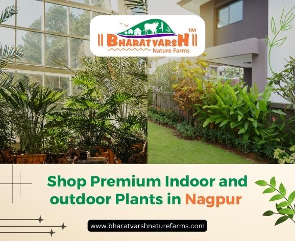 Shop Premium Plants | Indoor and Outdoor Plants in Nagpur