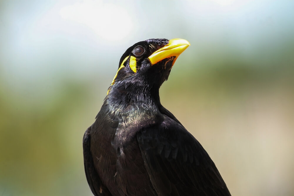 Dark Blue Bird With Yellow Beak At Judy Burnett Blog