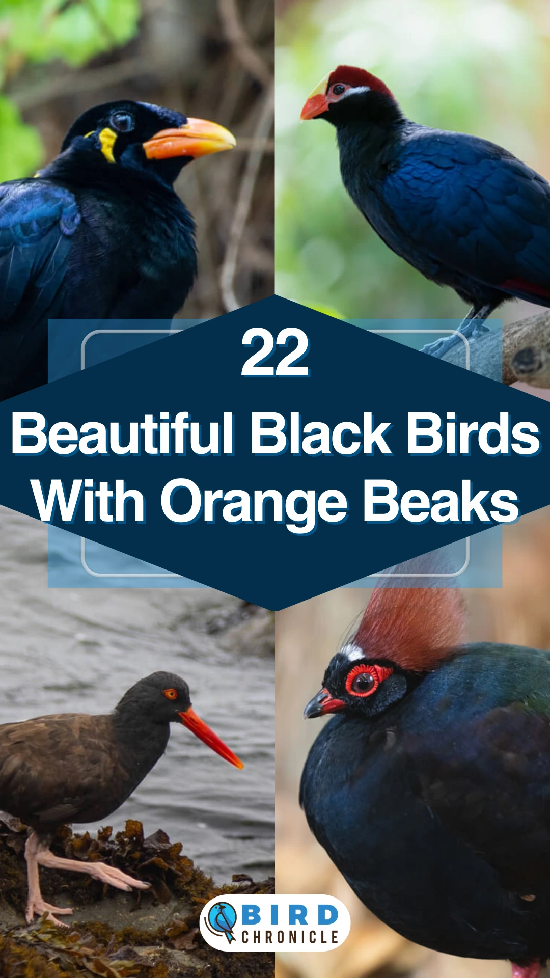 22 Beautiful Black Birds With Orange Beaks (with Photos)