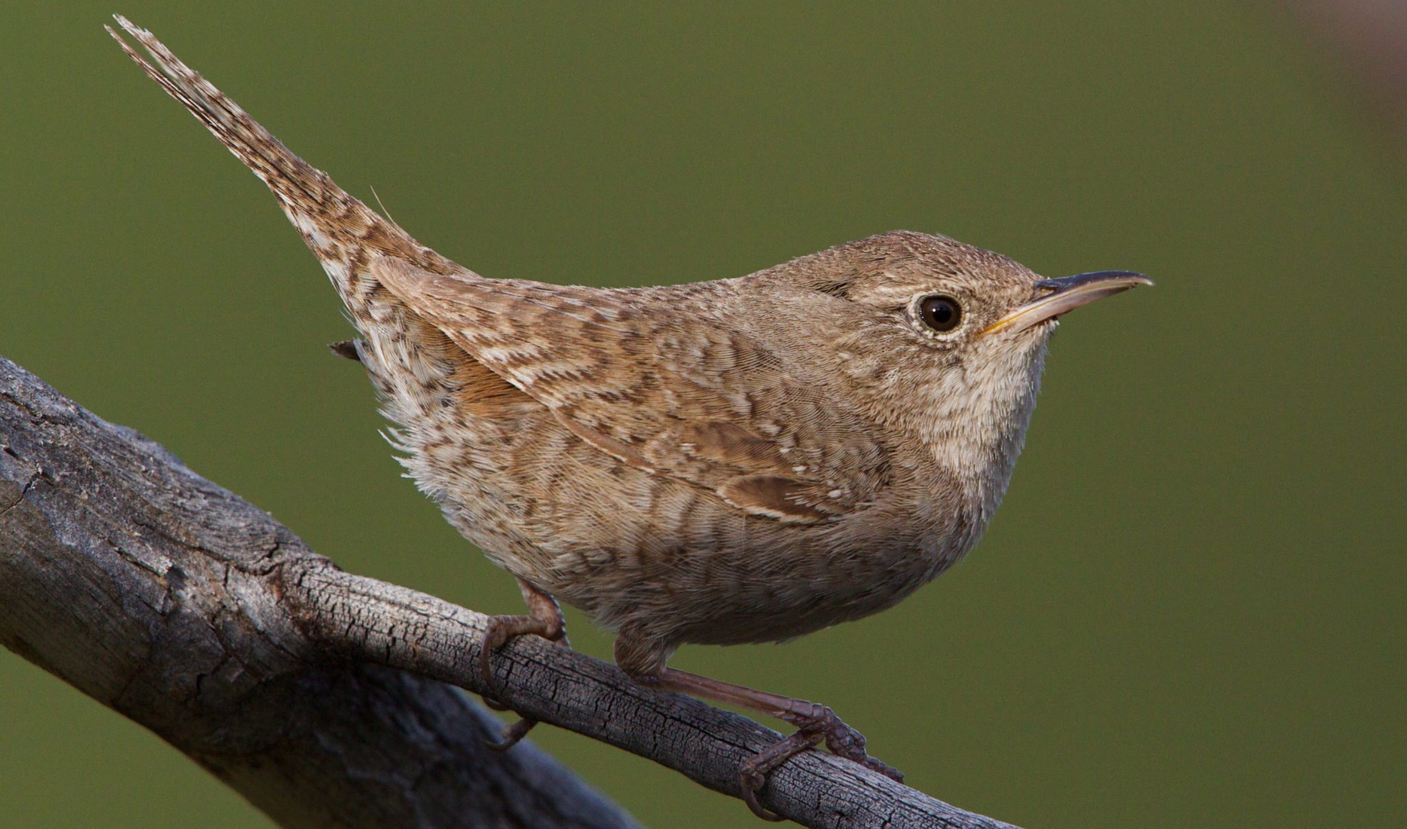 House Wren Calls, Songs, And Sounds! (w/ Audio Clips) - Bird Watching HQ
