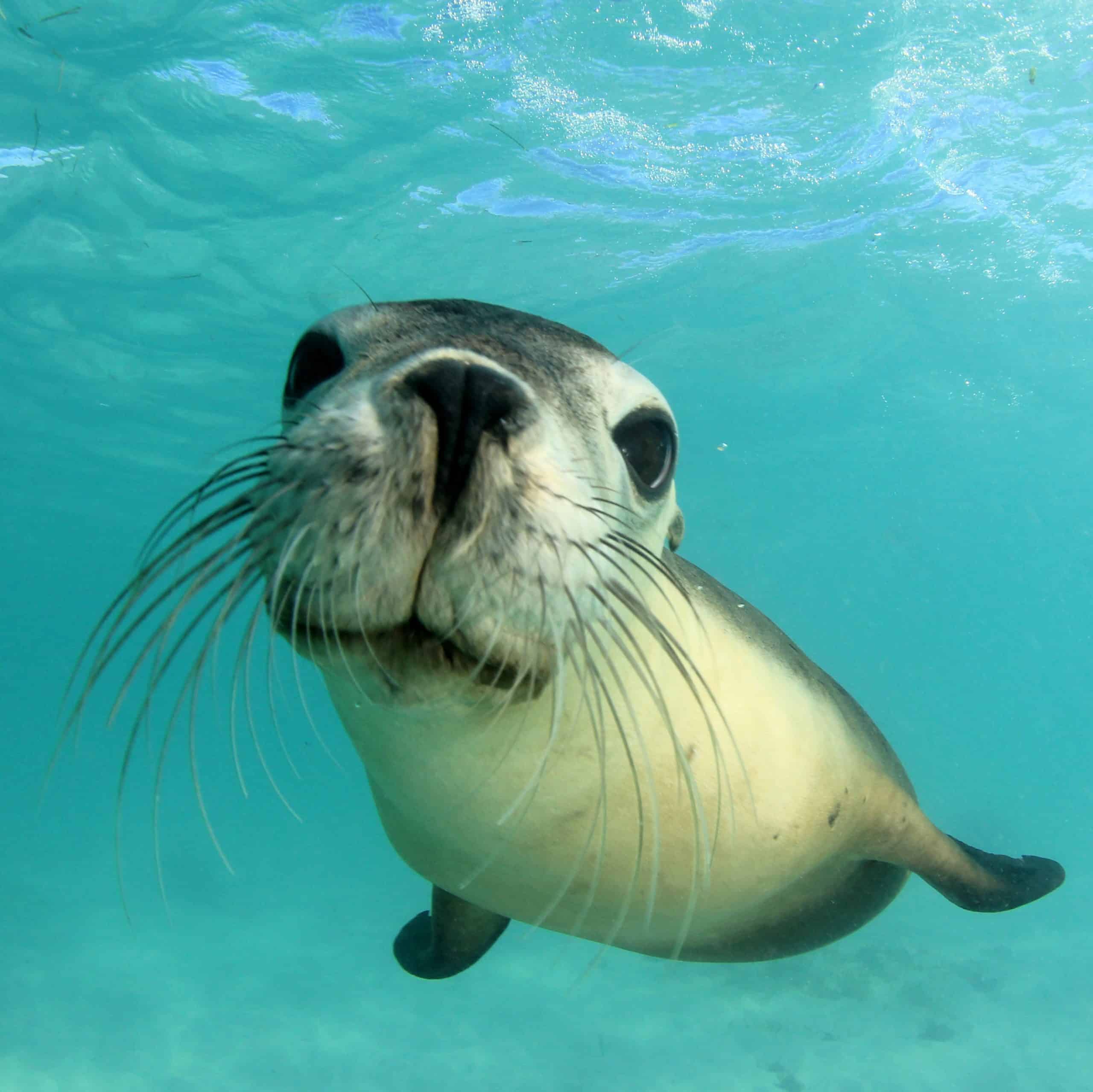 Maines Seal