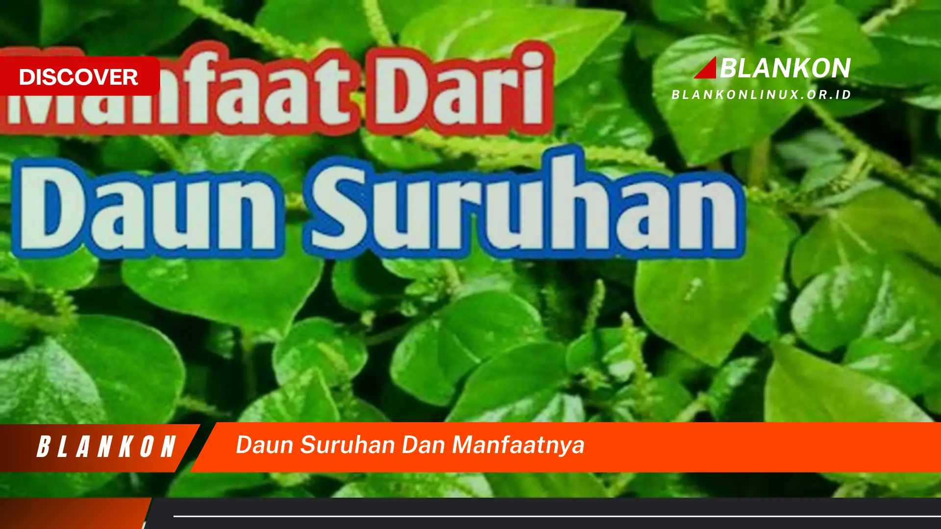 Ketahui Manfaat Ajaib Daun Suruhan Untuk Kesehatan