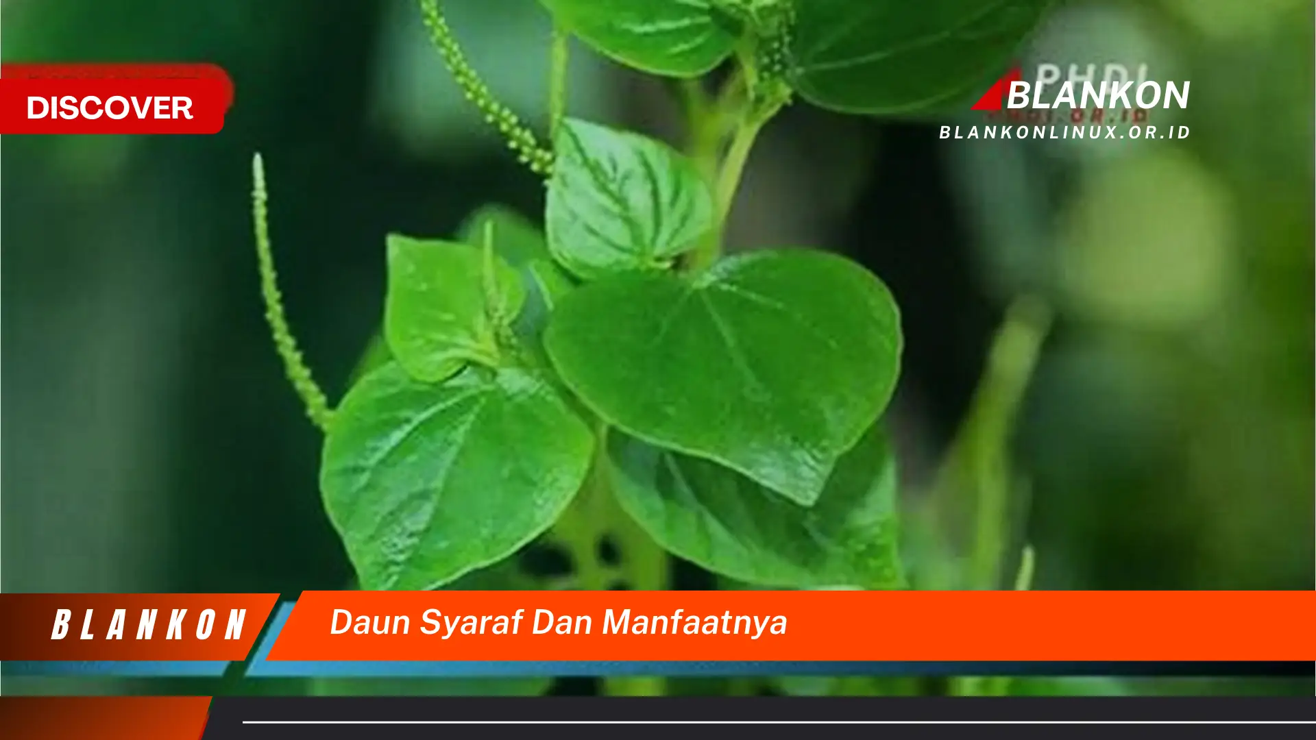 Ketahui 7 Manfaat Daun Syaraf Untuk Kesehatan