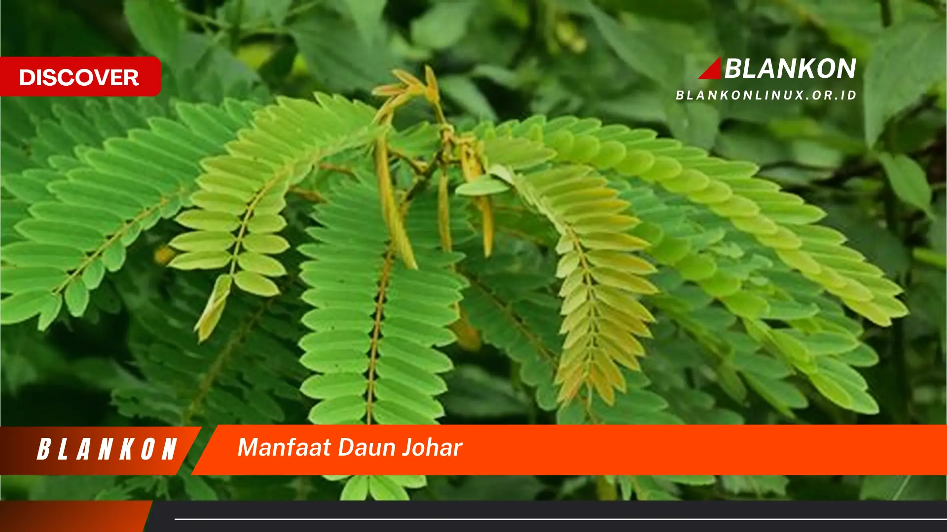 Ketahui 7 Manfaat Daun Johar Untuk Kesehatan