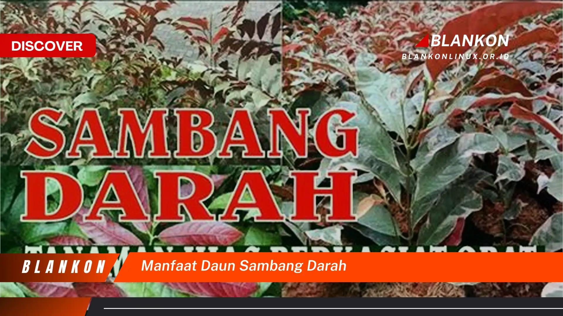 Ketahui 7 Manfaat Ajaib Daun Sambang Darah