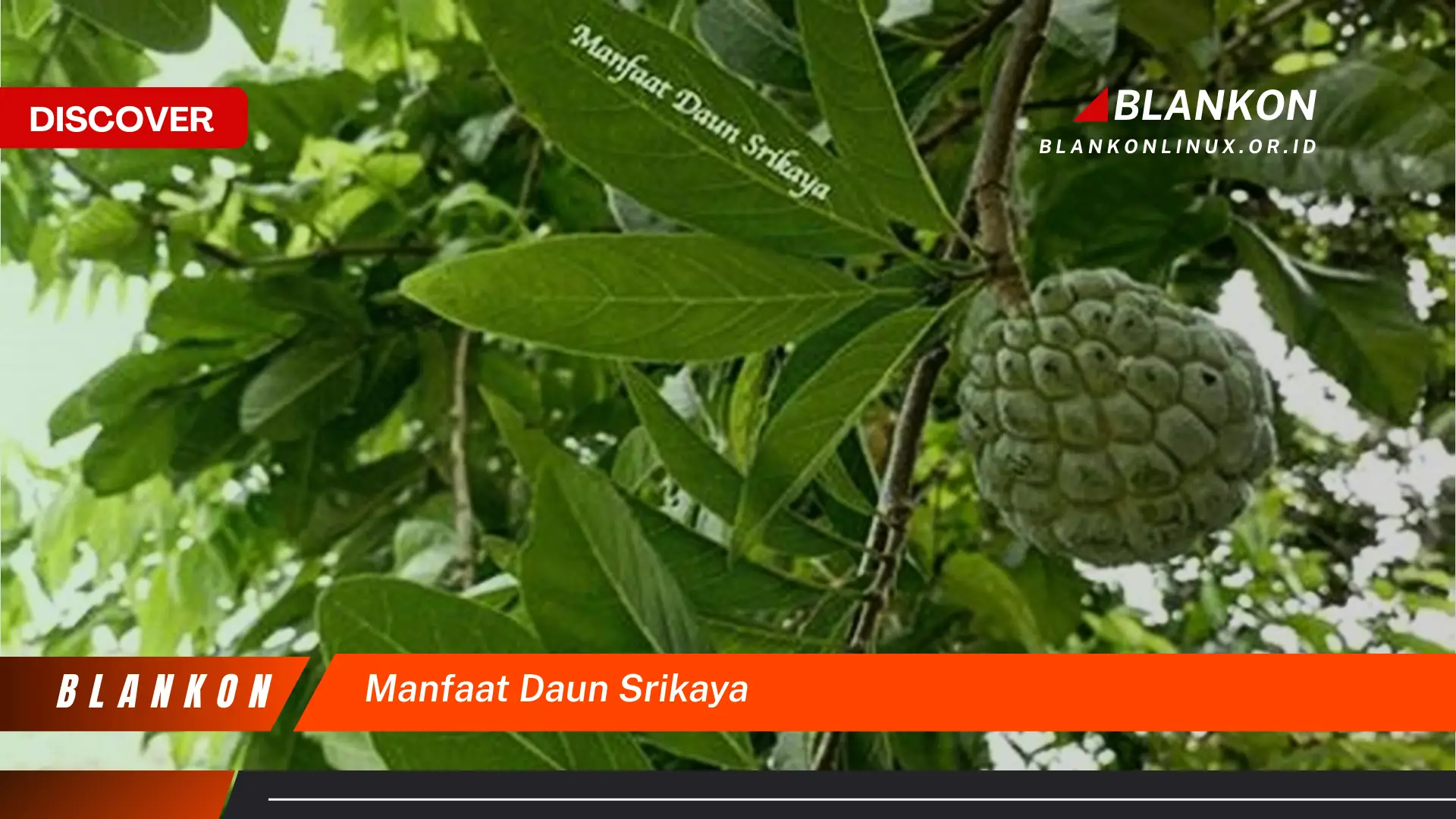 Ketahui 7 Manfaat Daun Srikaya Untuk Kesehatan