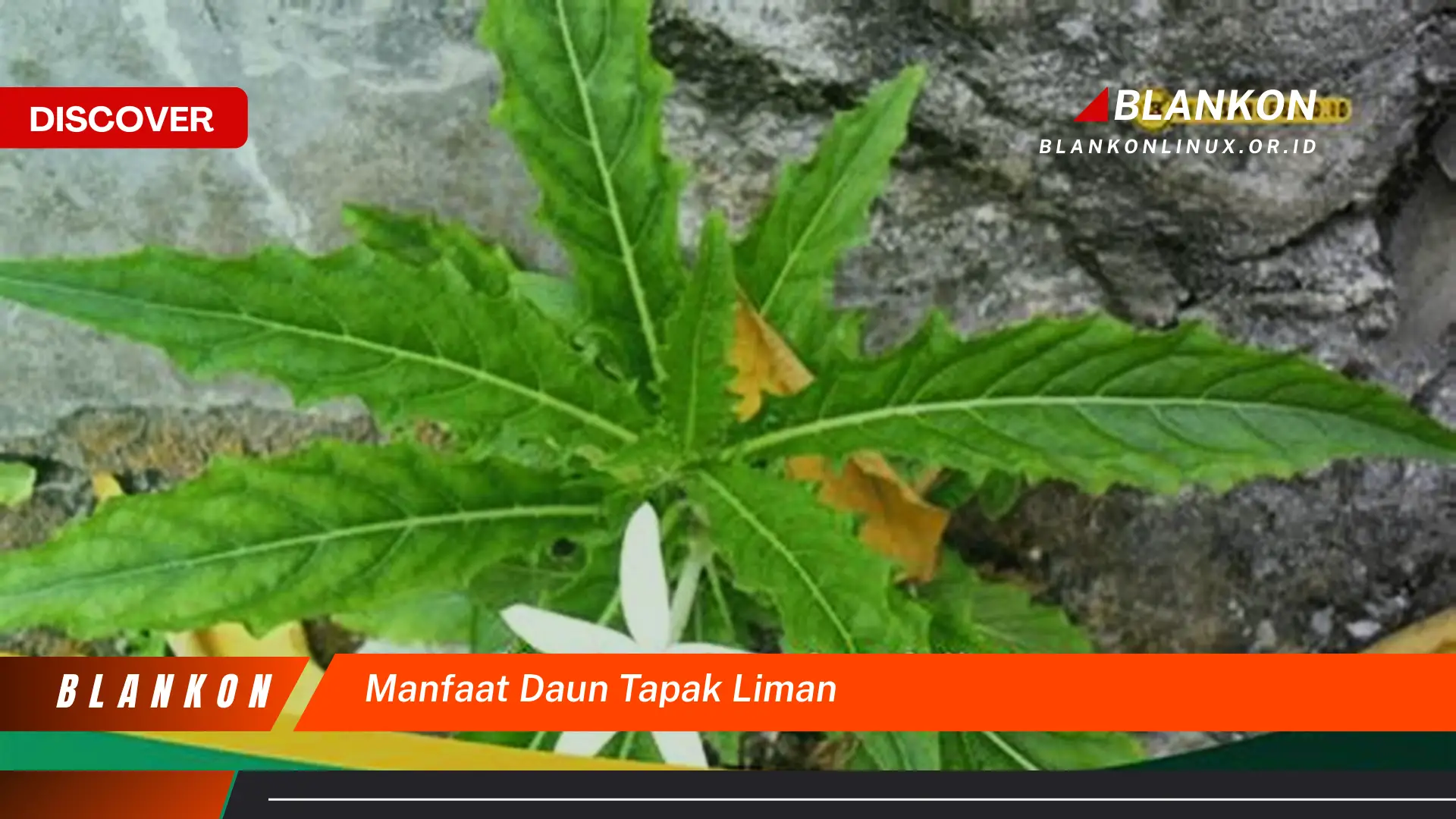 Ketahui 5 Manfaat Ajaib Daun Tapak Liman