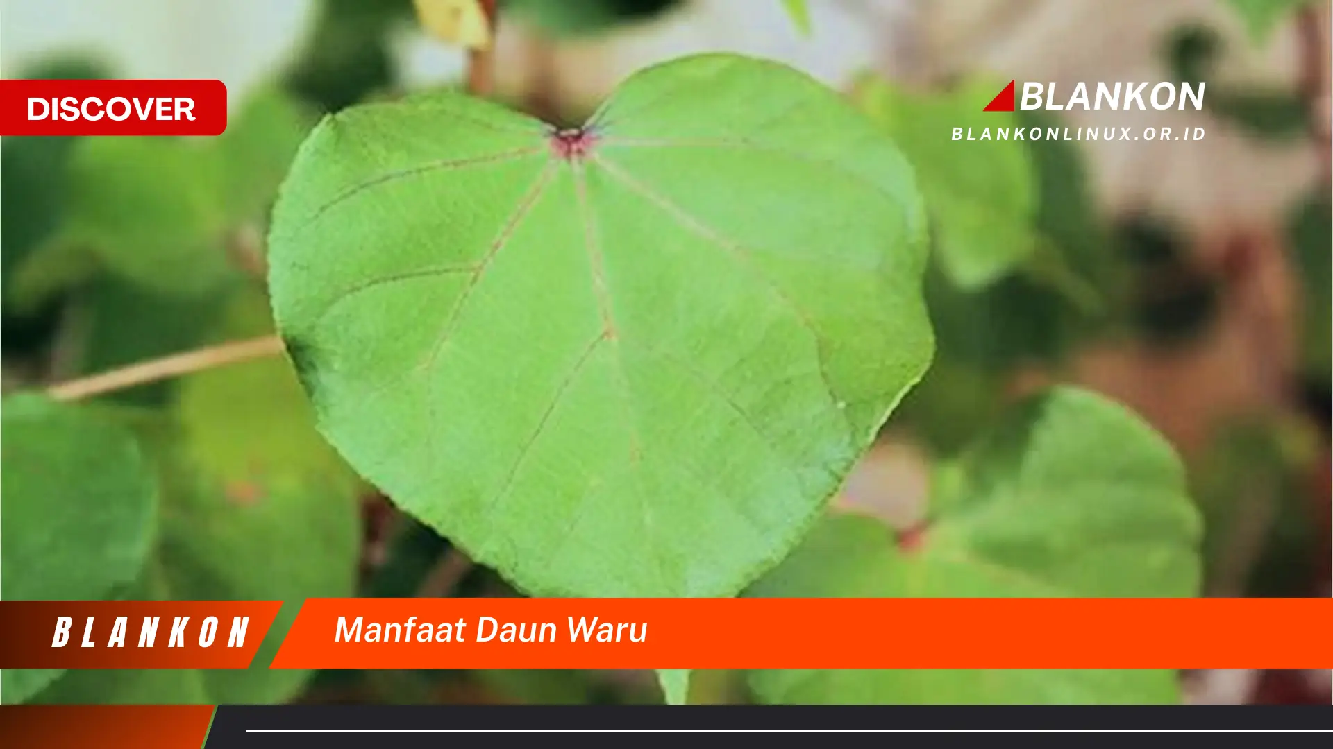 Ketahui 10 Manfaat Daun Waru Yang Menakjubkan