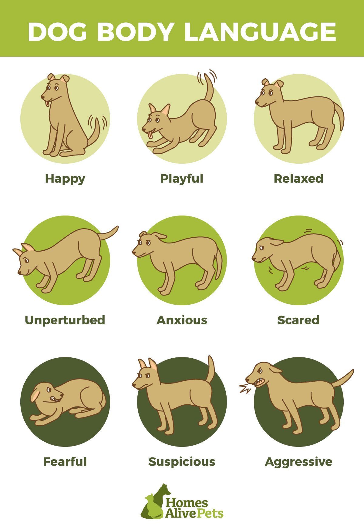 How to Read and Understand Your Dog&#39;s Body Language