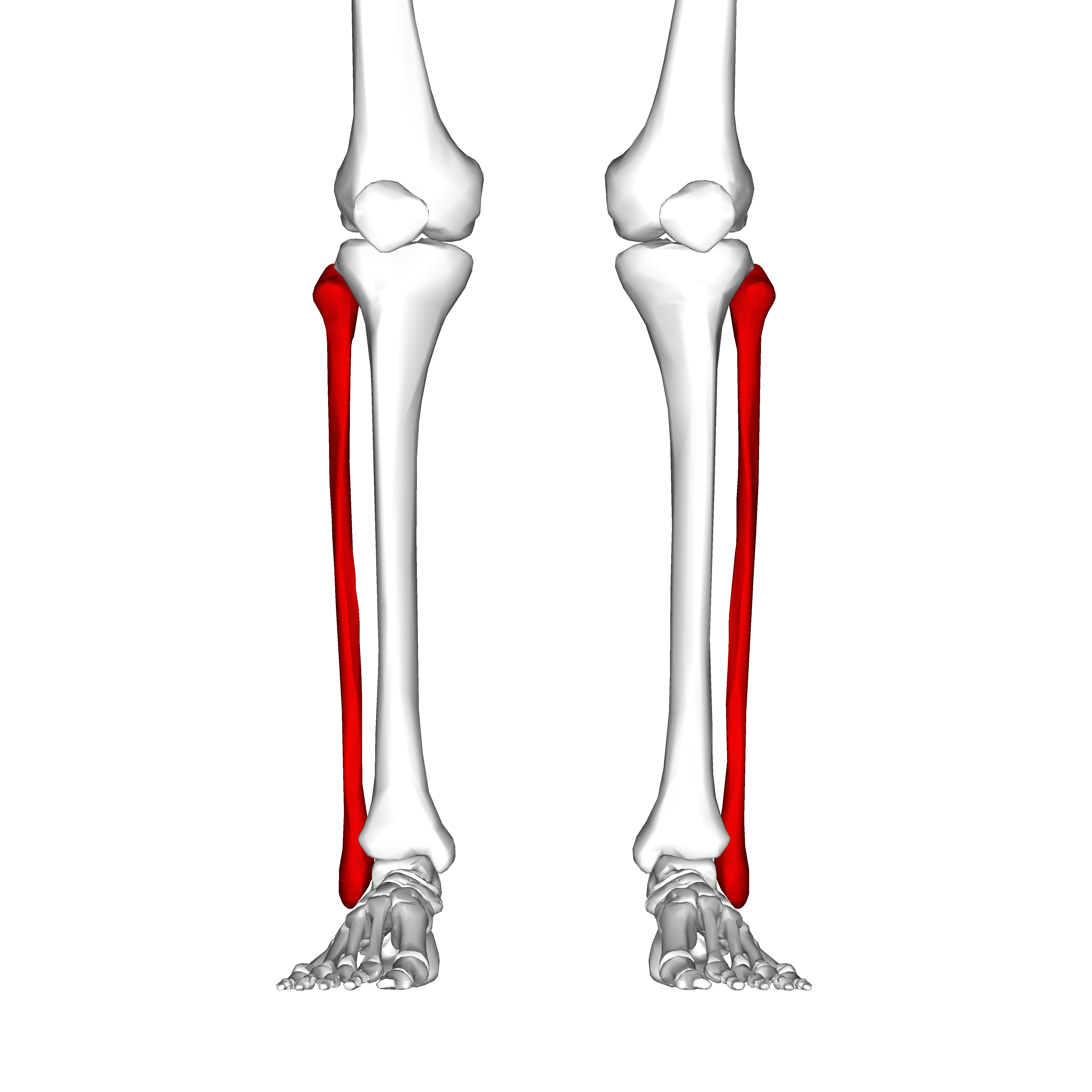 The leg bones connected to the hip bone… | UCL Researchers in Museums