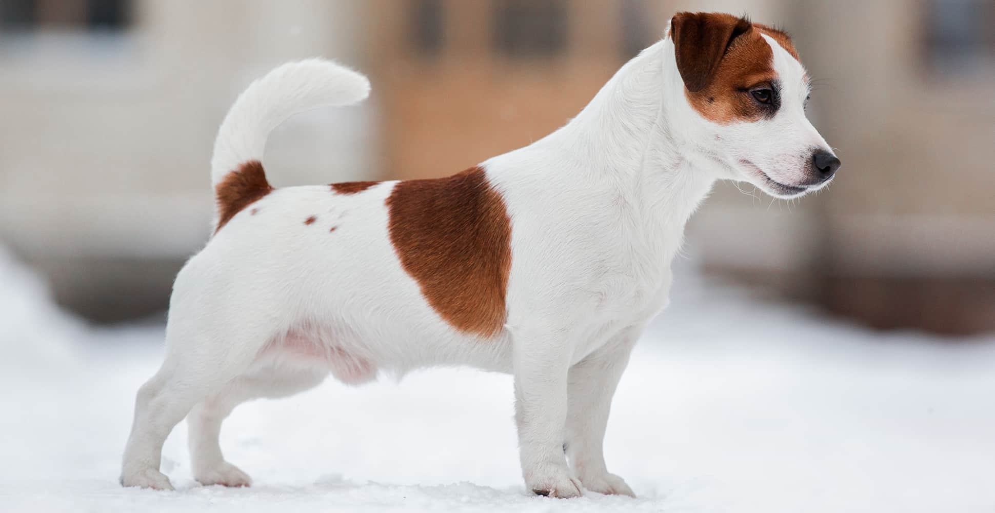 Jack Russell Breed Guide (Lifespan, Size & Characteristics)