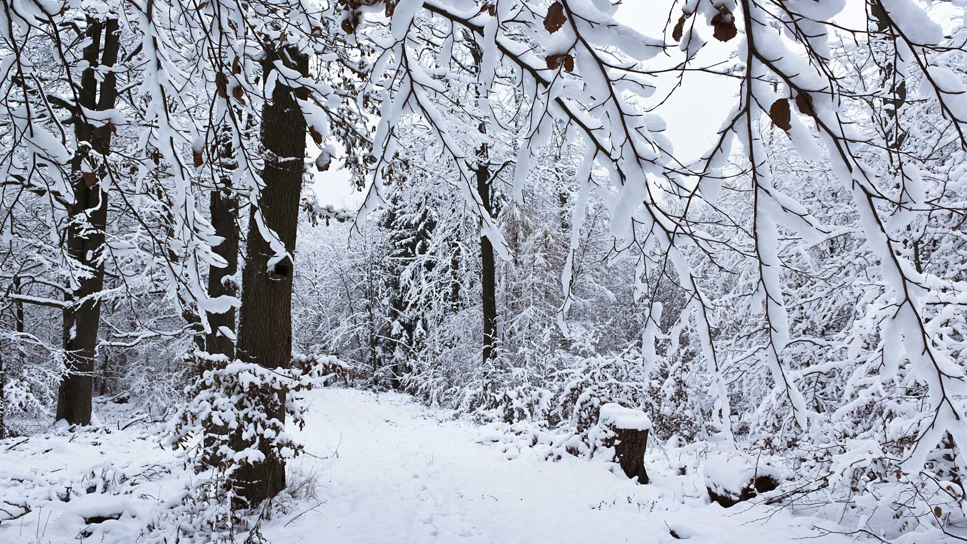 Some Winter Holidays Not Necessarily Widely Known