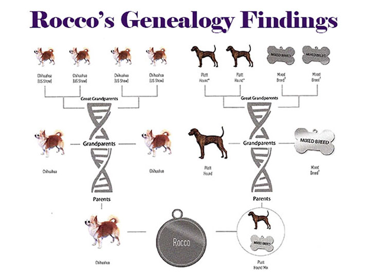 Discover Your Dog’s Roots: A Guide to the Top DNA Tests for Dogs – Dog Carely