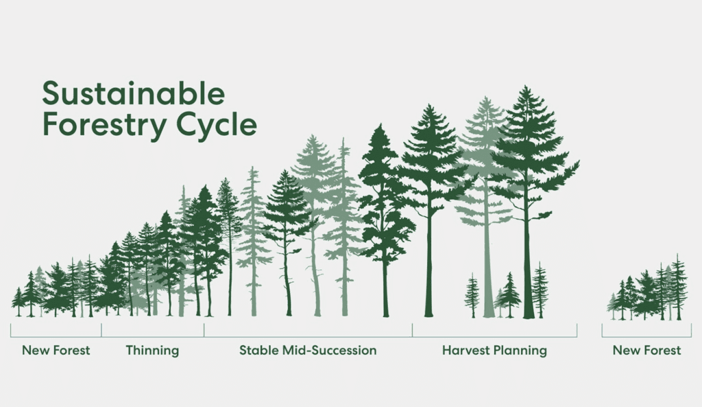 Environmental Benefits Of A Treated Pine Paling Fence - Specialist Melbourne Paling Fence Builder