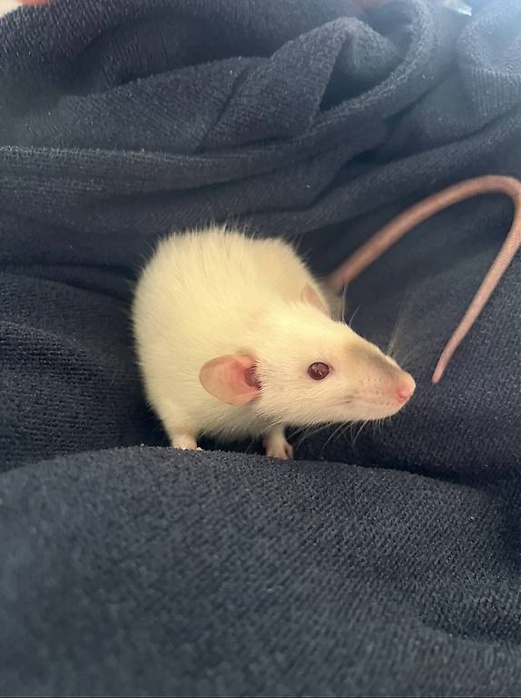 À Donner : 2 Rats Mâles De 6 Mois ??? Canton Vaud - Anibis.ch
