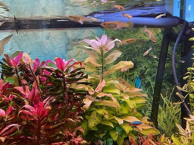 Guppys à Donner Canton Vaud - Anibis.ch