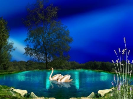 Swans On A Lake - Lakes & Nature Background Wallpapers on Desktop Nexus (Image 2393359)