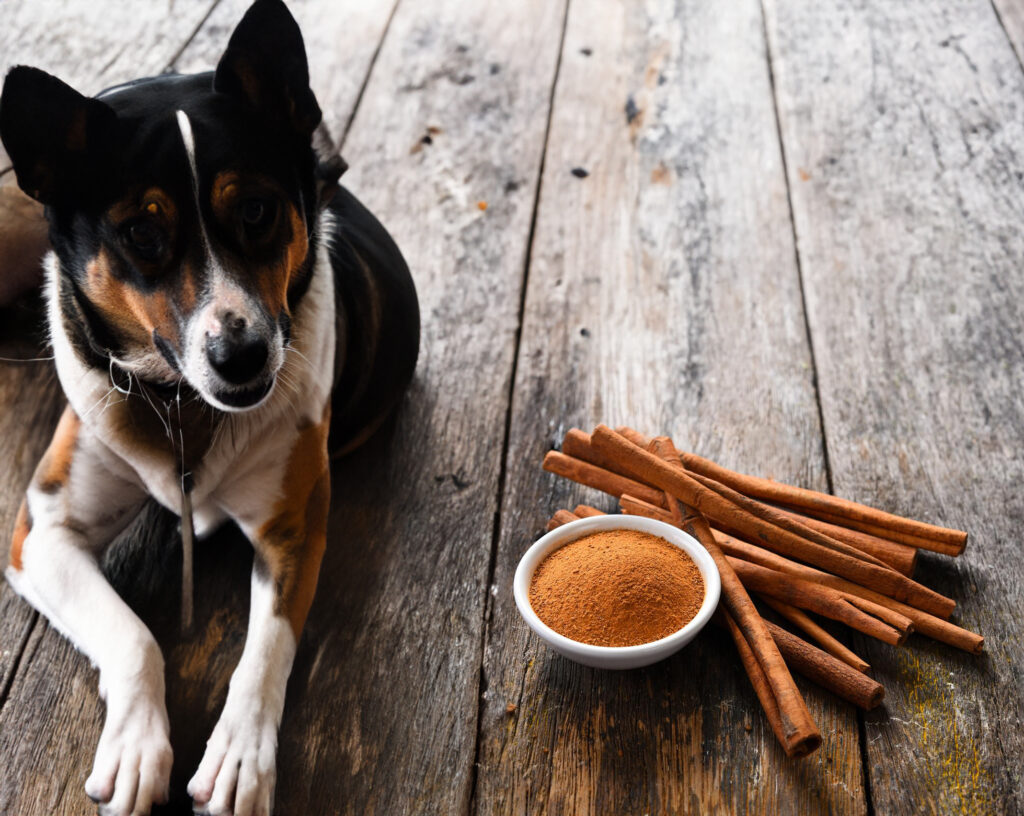 Can Dogs Eat Cinnamon? • CanDogsEat