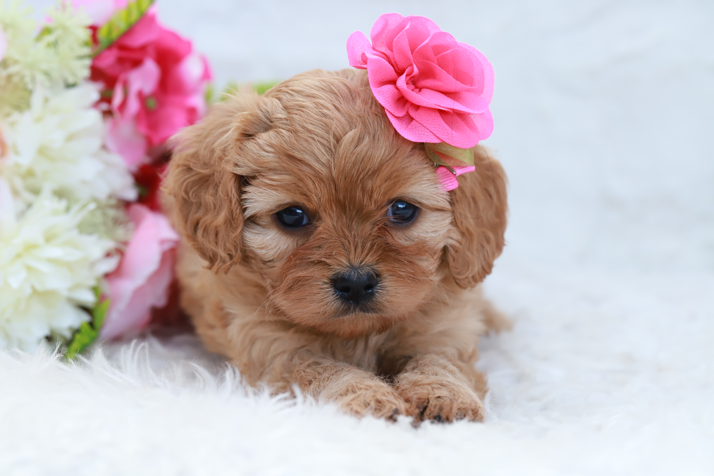 Puppies For Sale