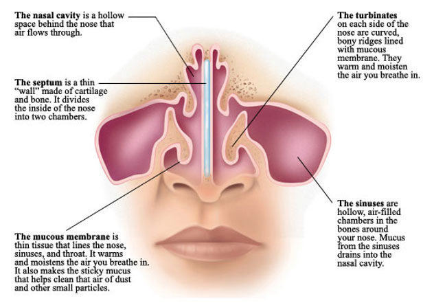 Sinus & Nasal - Ear Nose Throat & Audiology Associates Of The Carolinas, PA