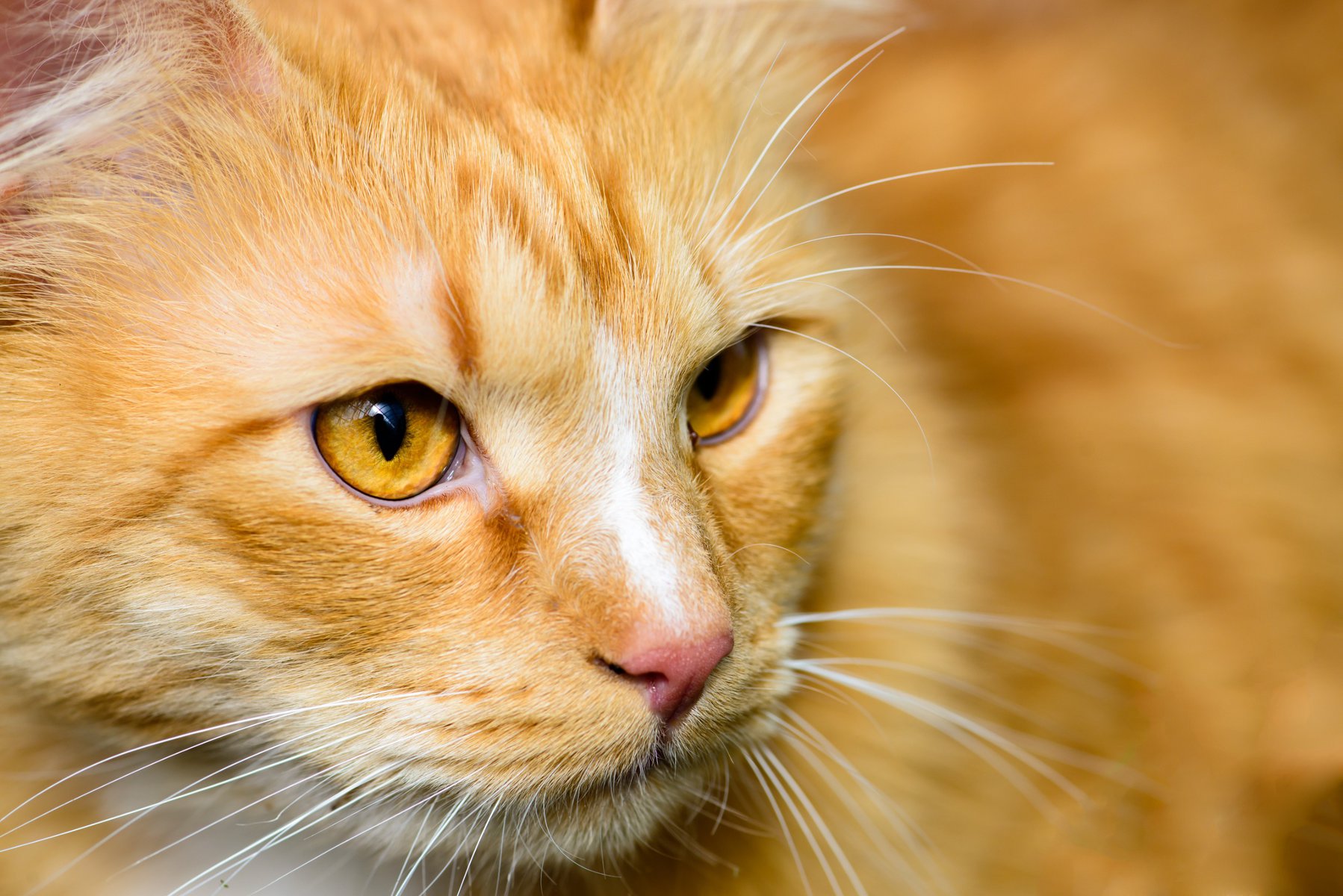 Orange Cats: Why Are They So Popular? - Cat Bytes