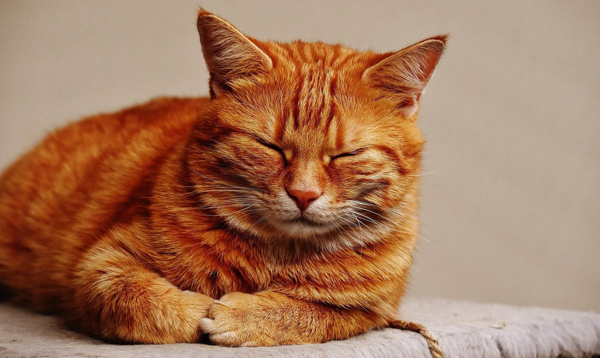 Classic Tabby - Michaelladeg