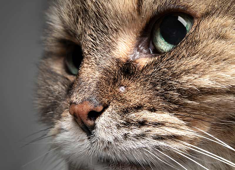7 Types Of Cysts In Cats [With Pictures And Vet Advice] - Cat-World