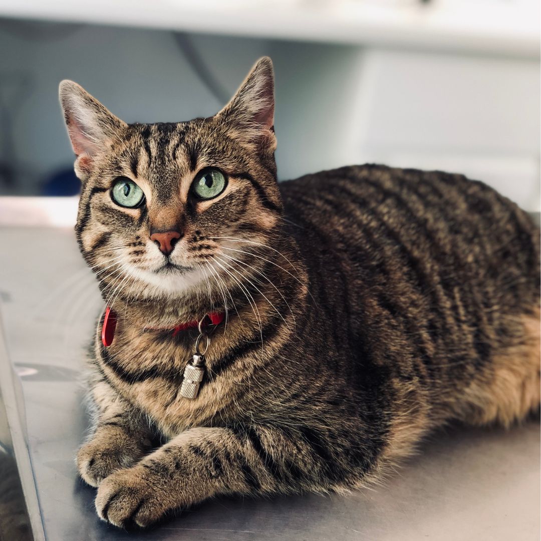 What Exactly Is A Tabby Cat? Fun Facts About These Beloved Cats