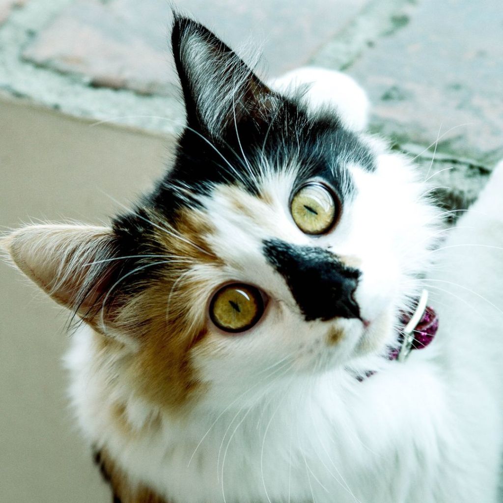 Are Calico Cats Lucky? Fun Facts About This Charming Cat Breed