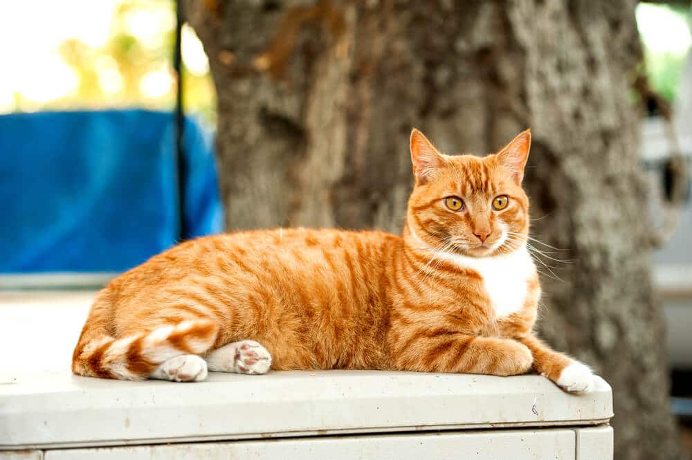 175 Most Popular Names for Tabby Cats In 2025 - Cats.com