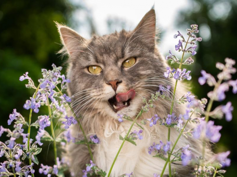 Top 8 Easiest Cat Breeds to Train - Cats.com
