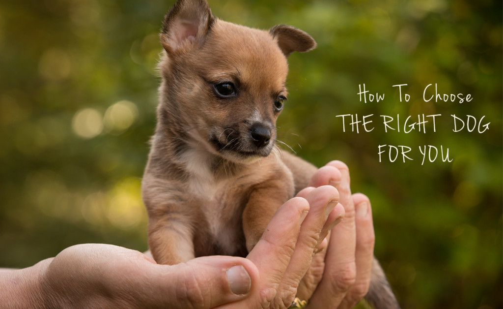 How To Choose The Right Dog For You